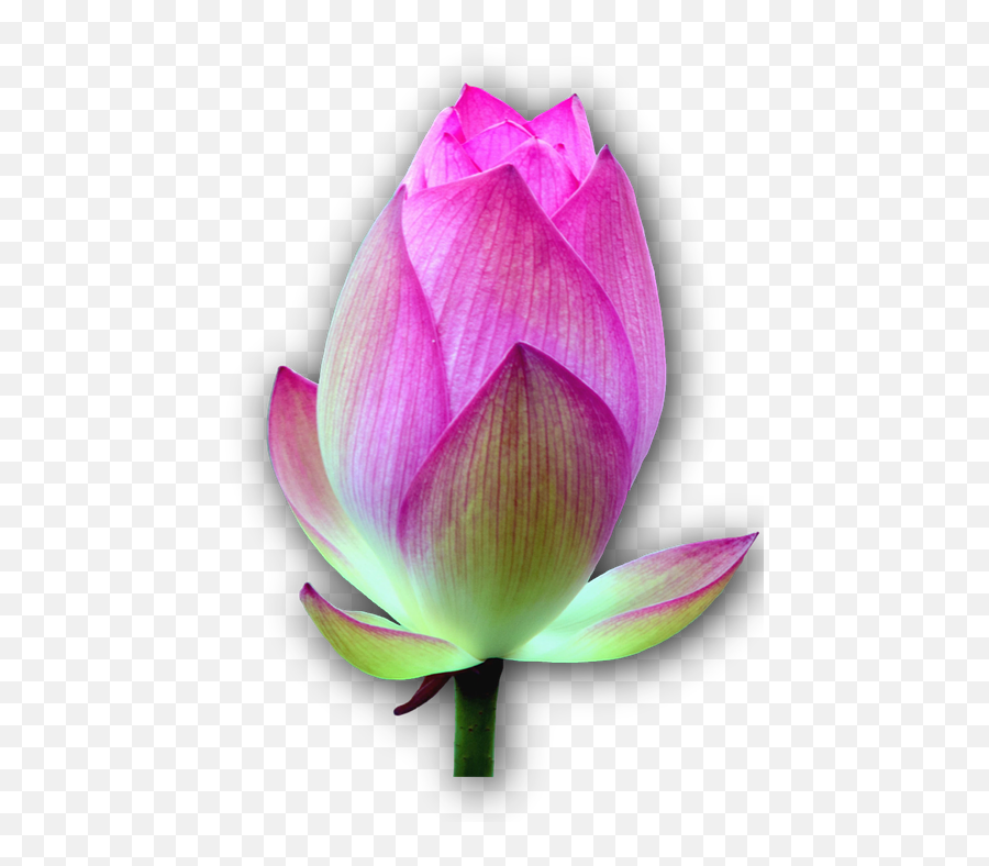 Lotus Blossom Isolated - Png Emoji,Lily Pad Emoji