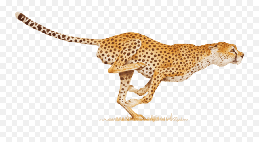 Cheetah Cheetahs Bigcat Bigcats Animals - Cheetah Png Clipart Emoji,Cheetah Emoji