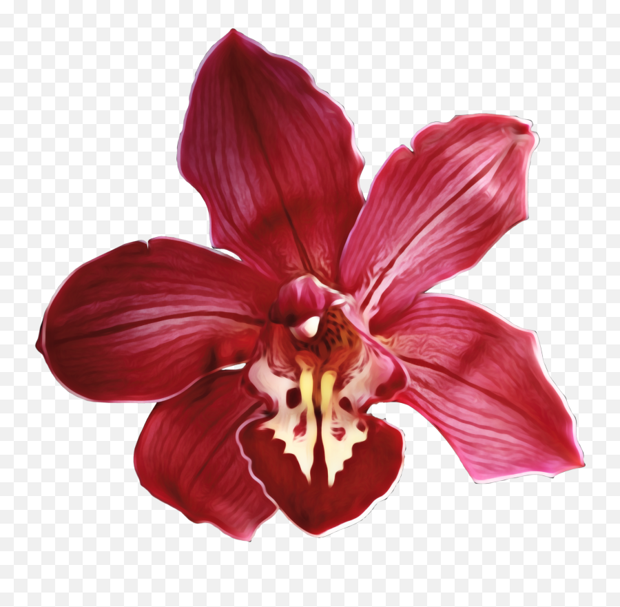 Cymbidium Orchid Orchids Orchidaceae Emoji,Orchid Emoji