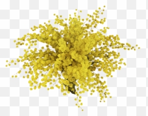 Mimosa Flowers Sticker - Mimoza Png Emoji,Mimosa Emoji