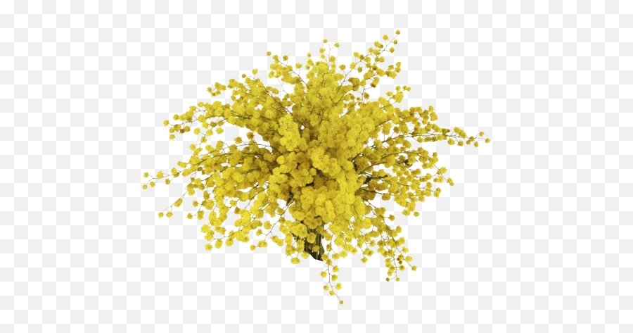 Mimosa Flowers Sticker - Mimoza Png Emoji,Mimosa Emoji