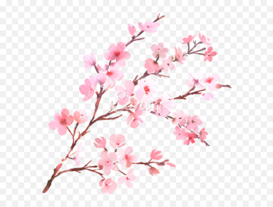 To - Clipart Cherry Blossoms Png Emoji,Cherry Blossom Emoji