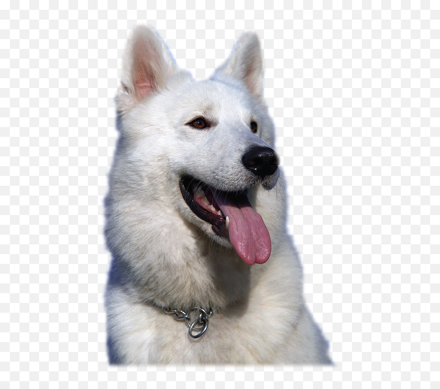 White Shepherd Dog Dog Images - Pastor Suíço Branco Png Emoji,Funny Dirty Emojis