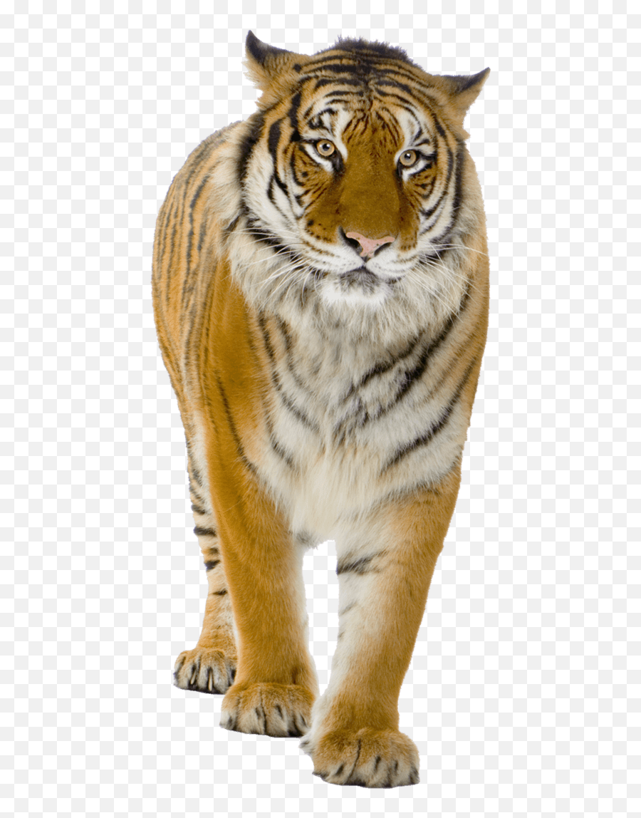 Download Tiger Png Image Download Tigers - Tiger Png Emoji,Tiger And Golf Hole Emoji