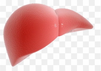 Download Health Liver Fibronostics - Made Out Of Clay Emoji