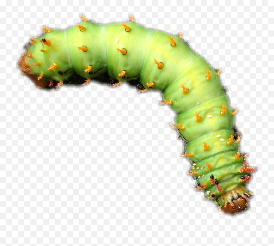 Caterpillar Lagarta Nature - Grammia Virgo Emoji,Caterpillar Emoji