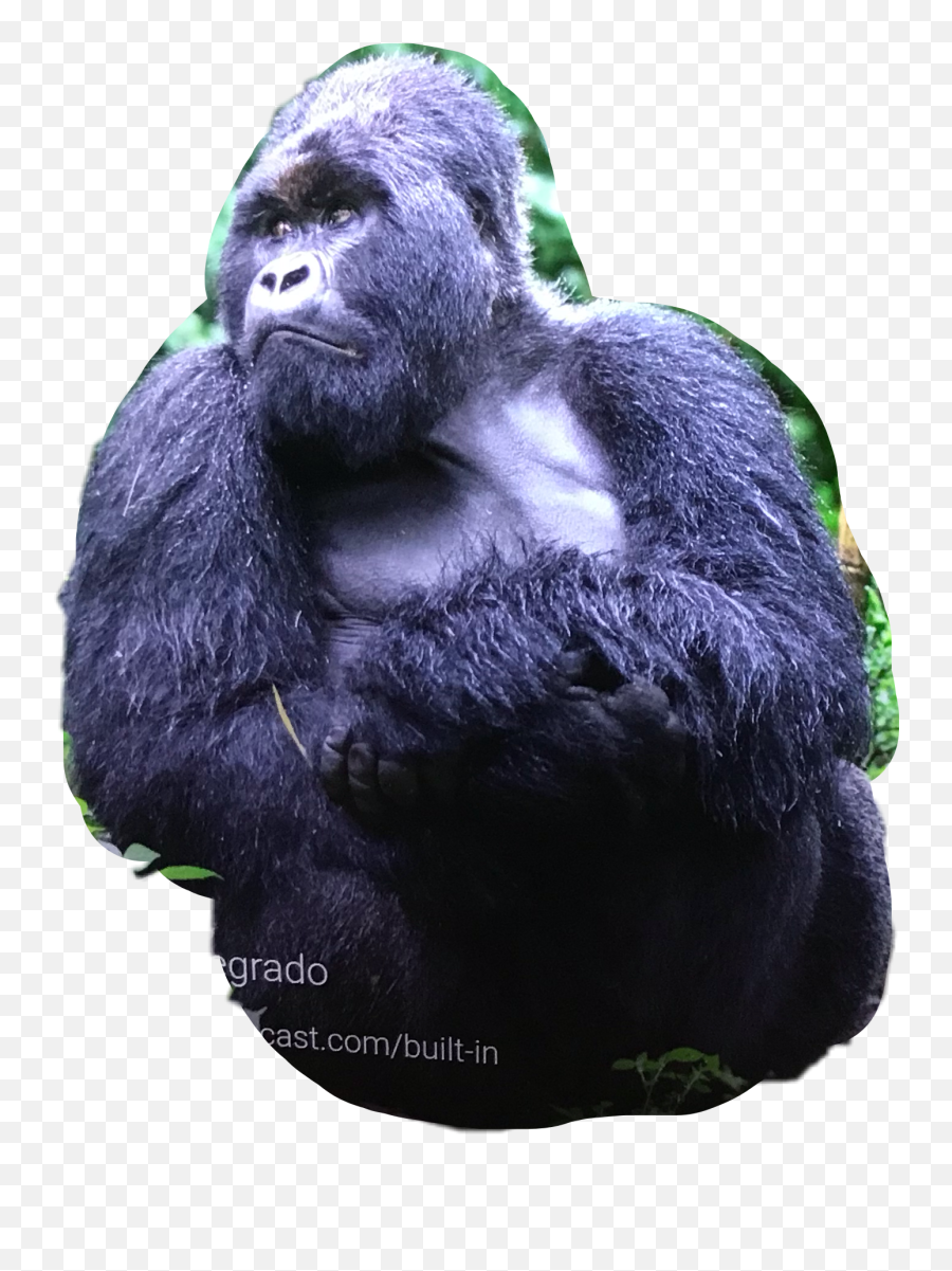 The Newest Gorilla Stickers - Monkey Emoji,Gorilla Emoji