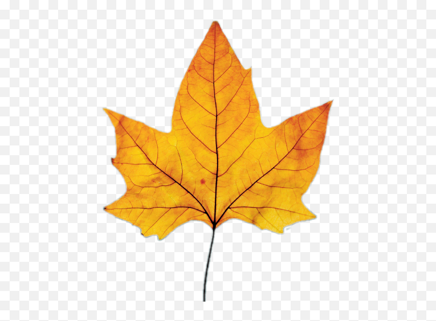 Тренд лист. Maple Leaf cartoon.