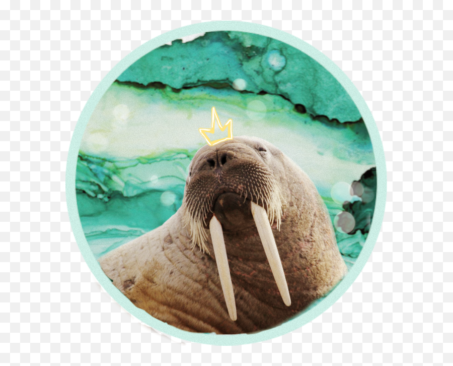 Walrus Freetoedit - Walrus Emoji,Walrus Emoji