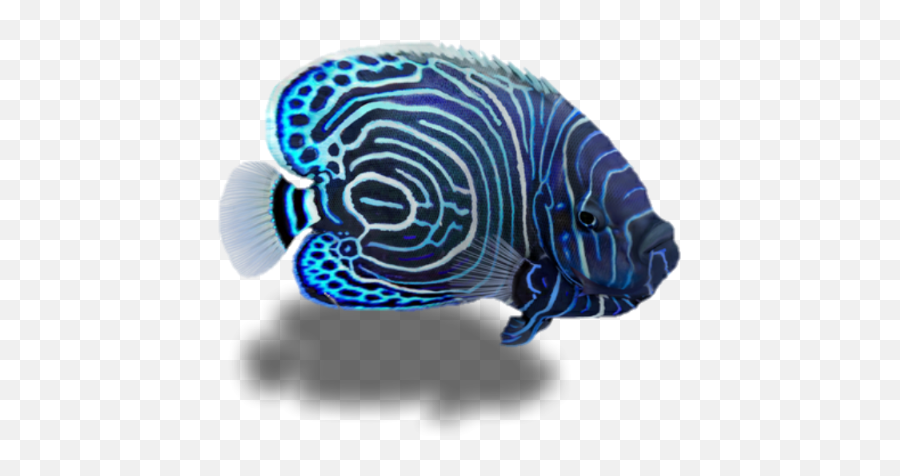 Fish Tropicalfish Water Ocean Underthesea Blue Pets U0026 - 3d Modeling Emoji,Tropical Fish Emoji