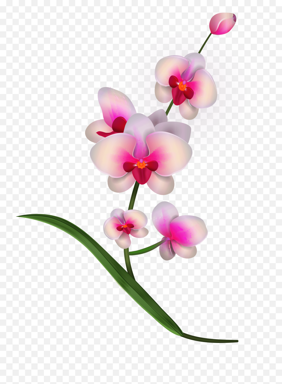 Free Pink Orchid Cliparts Download - Orchid Flower Pic Png Emoji,Orchid Emoji