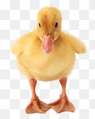 Search Results For Baby Png - Duckling Emoji
