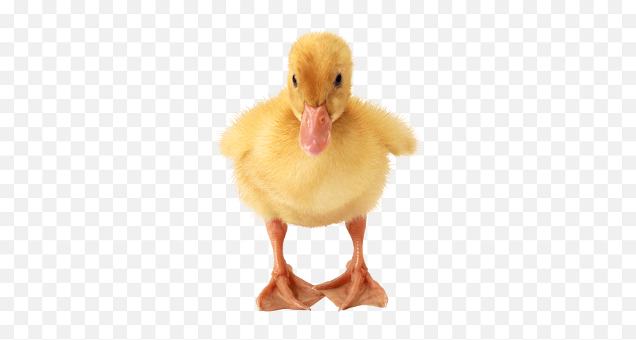 Search Results For Baby Png - Png Duckling Emoji,Baby Duck Emoji