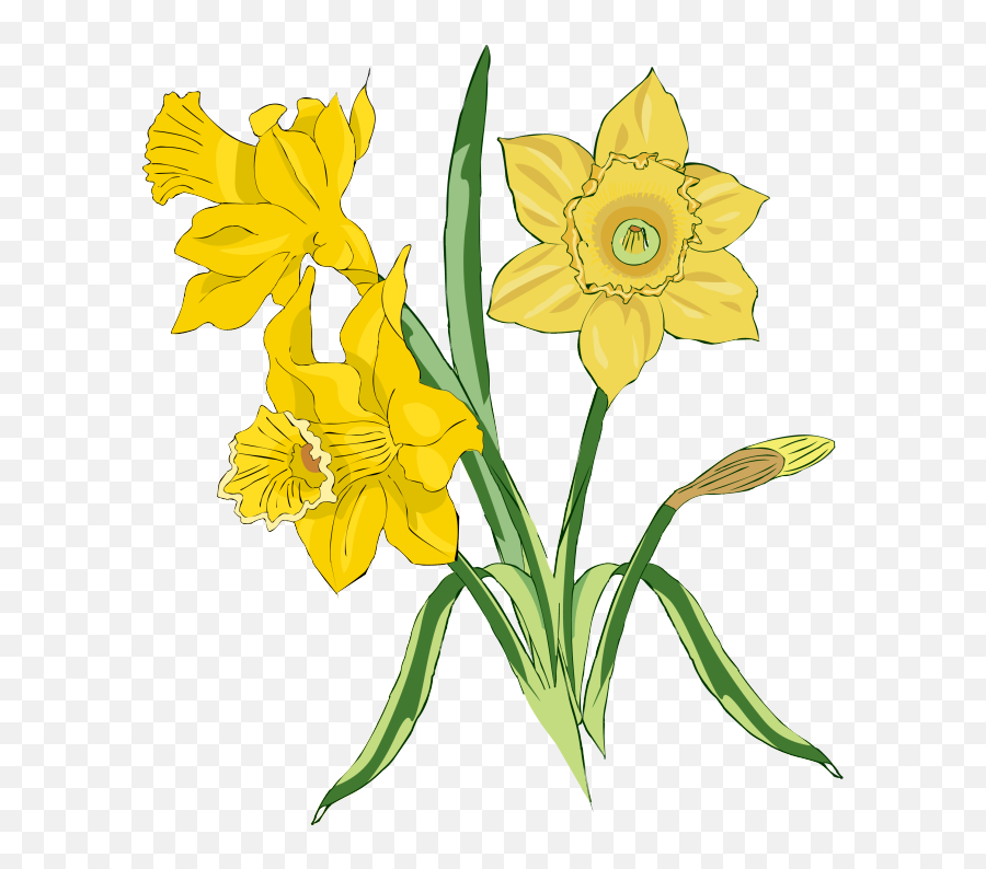 Free Daffodil Png Download Free Clip - Daffodils Bouquet Clipart Emoji,Daffodil Emoji