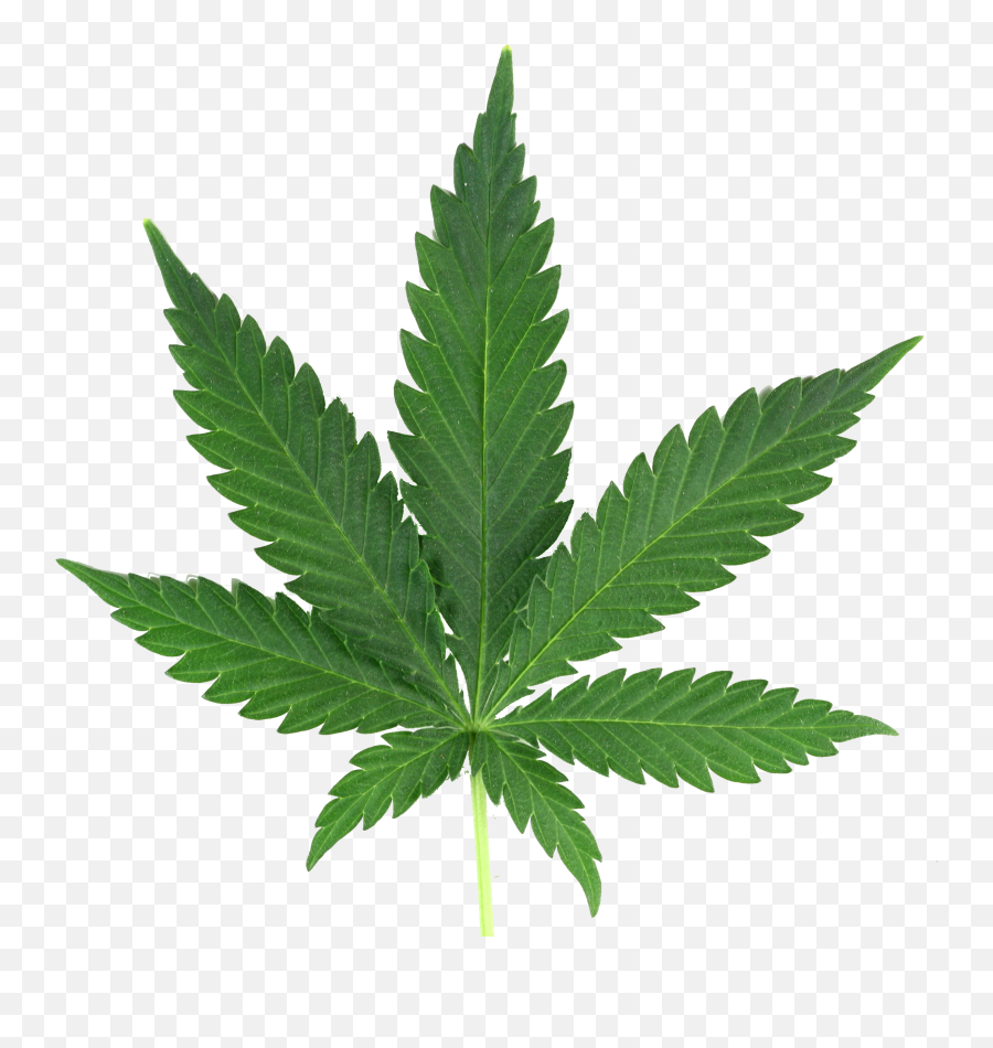 Marijuana Leaf Png Real - Weed Png Emoji,Pot Leaf Emoji