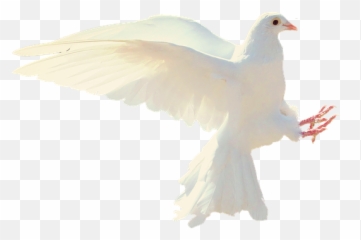 Free White Dove Images - Dare Nabi Par Ye Umar Beetay Naat Emoji