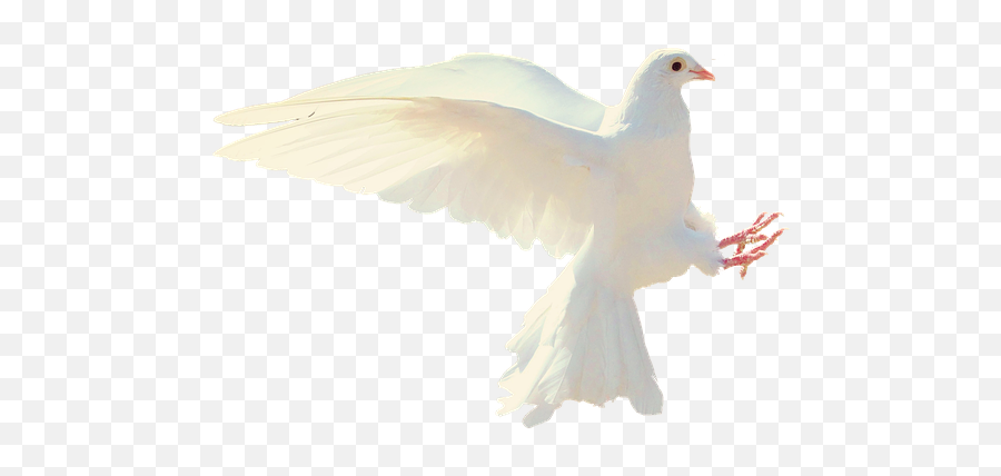 Free White Dove Dove Images - Dare Nabi Par Ye Umar Beetay Naat Emoji,What Do Iphone Emojis Mean