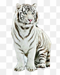 White Tiger Sticker Animal - Great White Bengal Tiger Emoji,White Tiger Emoji