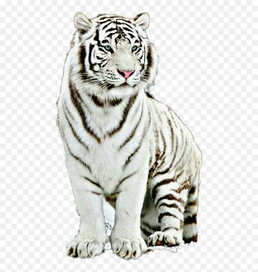 White Tiger Sticker Animal - Great White Bengal Tiger Emoji,White Tiger Emoji