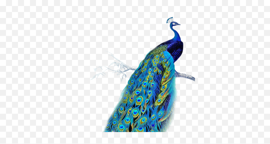 Pinterest Png And Vectors For Free - Peacock Background Emoji,Peacock Emoticon