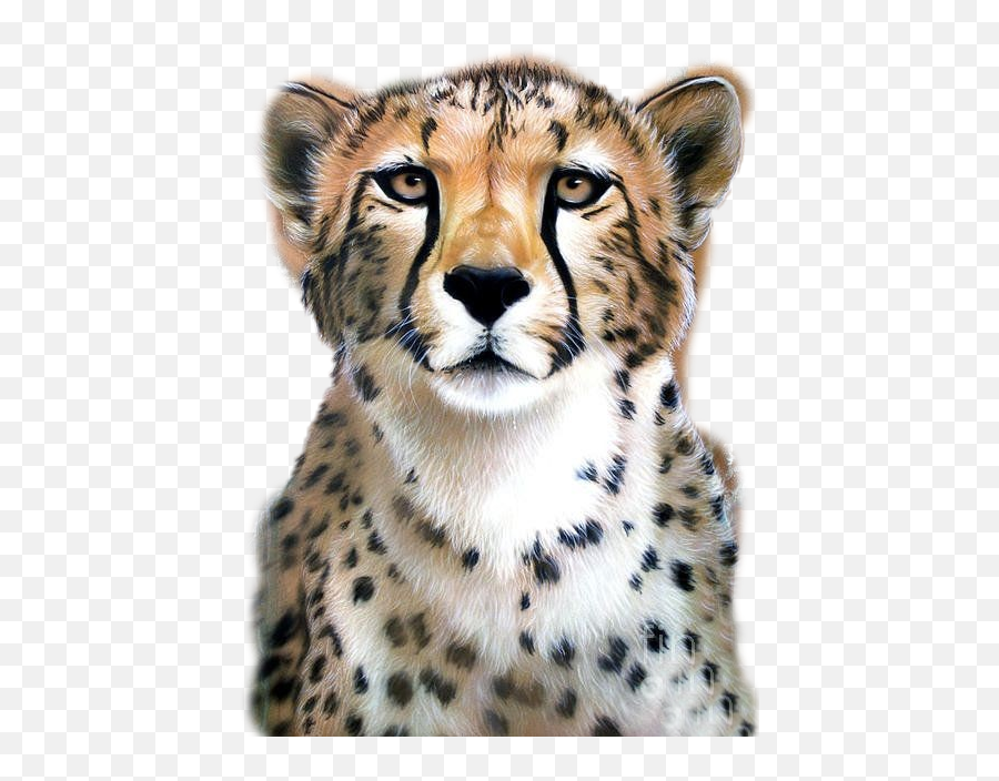 Cheetah Sticker Challenge - Cheetah Art Emoji,Cheetah Emoji