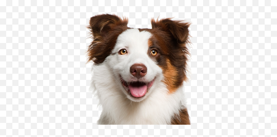 Dog Face Png Really Cute - Cute Dog Face Png Emoji,Dog Face Emoji