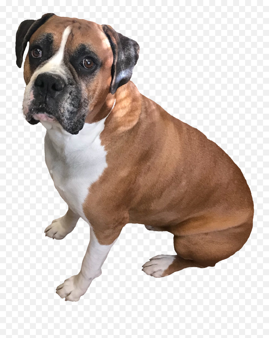 Boxer Boxerlove Boxerdog Dog Freetoedit - Boxer Emoji,Boxer Dog Emoji