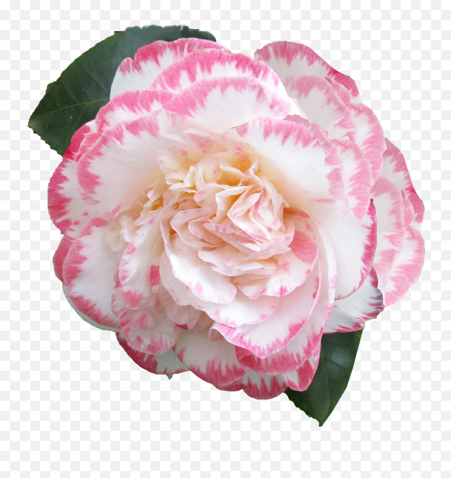 Flower Camellia Cut Out Free Pictures - Camellia Transparent Emoji,Sakura Blossom Emoji