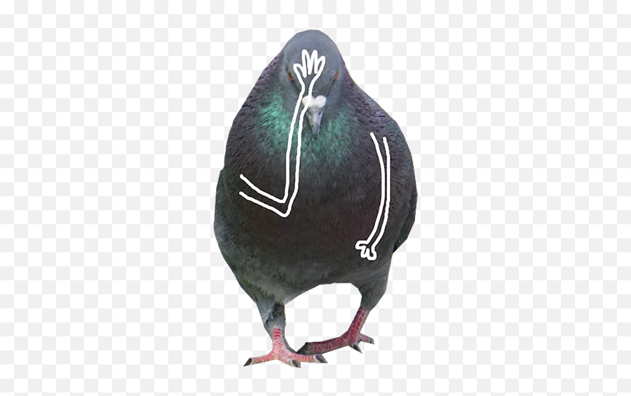Pigeon With Hands Stickers For Whatsapp - Pigeon With Hands Emoji,Pigeon Emoji