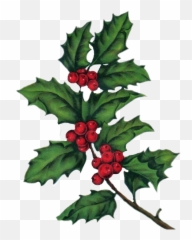 Mistletoe Sticker Challenge - Hollyleaf Cherry Emoji,Mistletoe Emoji