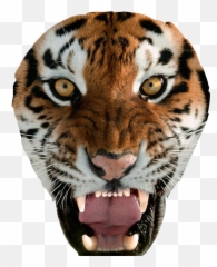 tiger tigers animal animals Sticker by Mr Nobody - Wallpaper Face Iphone Emoji