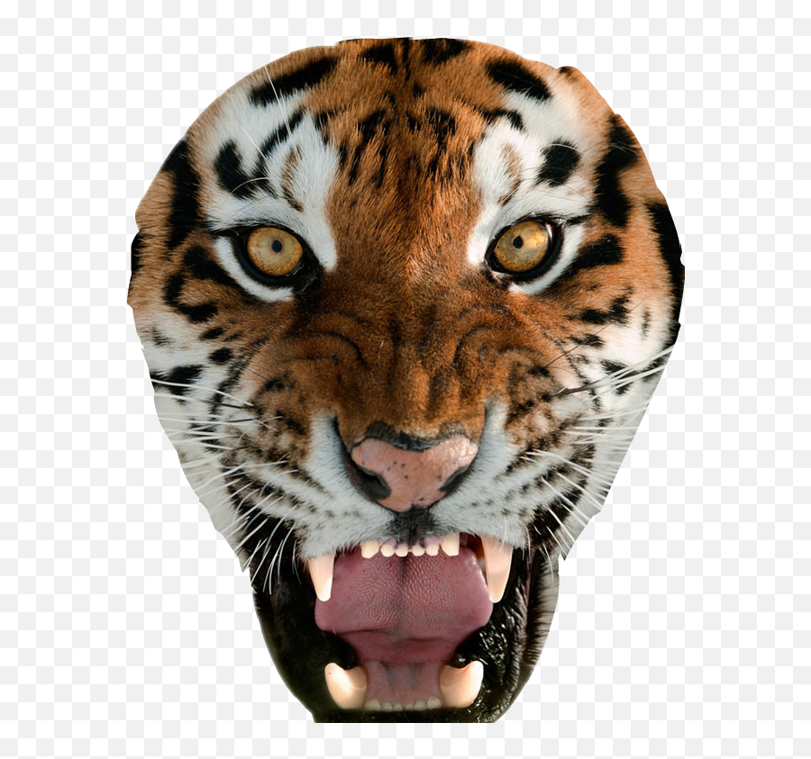 Tiger Tigers Animal Animals Sticker By Mr Nobody - Sticker Wallpaper Face Iphone Emoji,Tiger Face Emoji