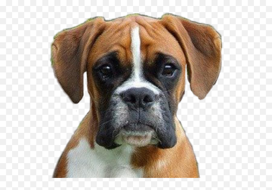 Dog Dogs Boxer Puppy Welpe Boxerpuppy - Boxer Emoji,Boxer Dog Emoji