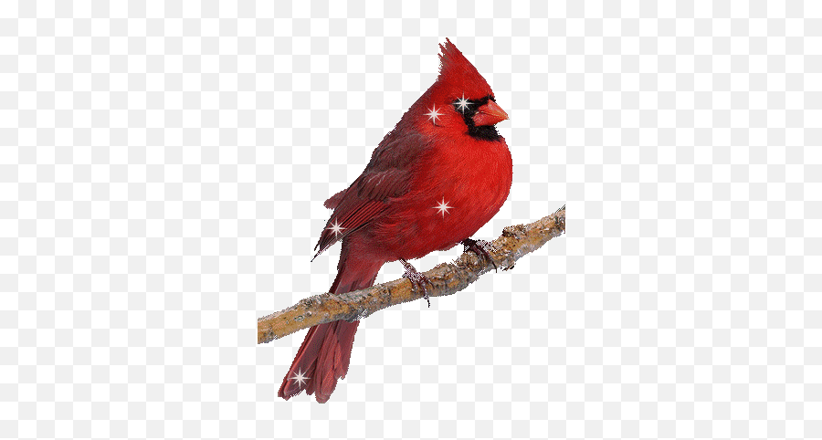William Blount Host Bearden Bulldogs - Animated Cardinal Bird Gif Emoji,Cardinal Bird Emoji