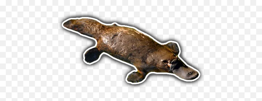 Platypus Stickerpack Stickers For Telegram - Punxsutawney Phil Emoji,Sea Lion Emoji