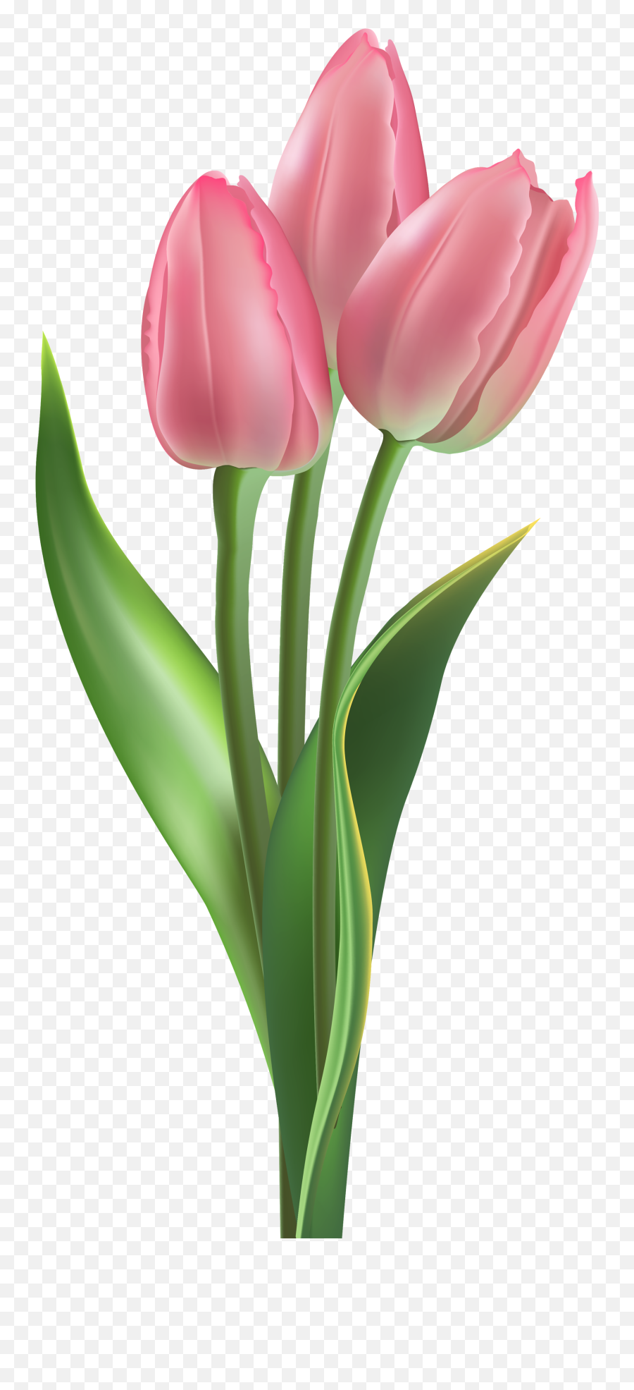 29 Tulip Clipart Transparent Background Free Clip Art Stock - Flower Tulip Png Emoji,Tulip Emoji