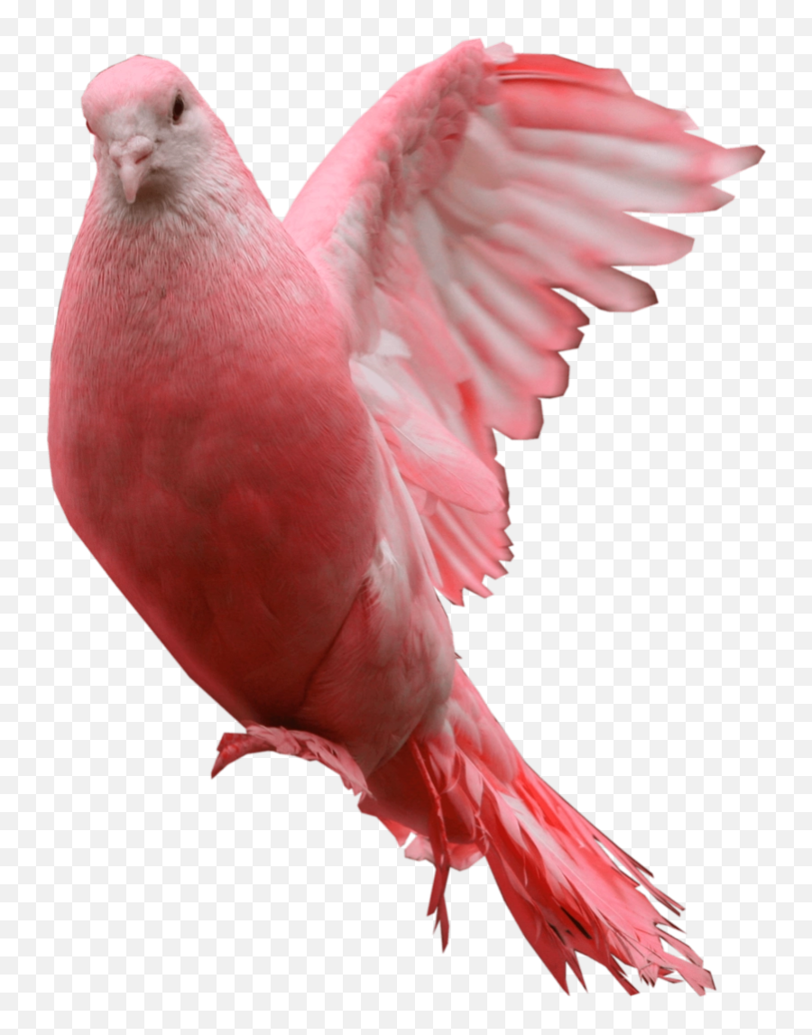 Download Free Png Pink Pigeon Png Image - Dlpngcom Good Morning Blessed Friday Emoji,Pigeon Emoji