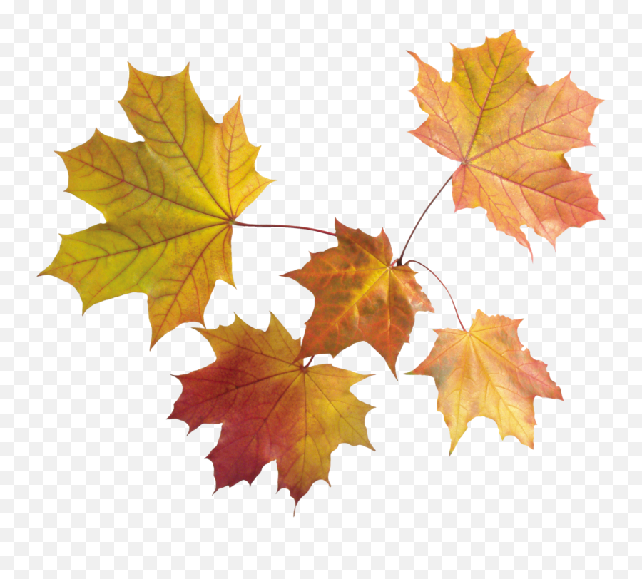 Leaves Clipart Forest Leaves Leaves Forest Leaves - Fall Leaves Watercolor Png Emoji,Fall Leaf Emoji