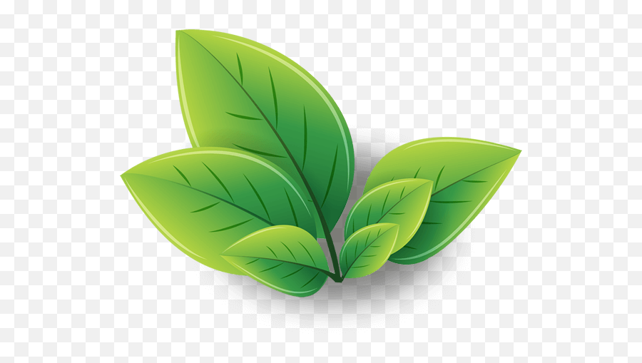 Tea Leaf Clipart Png - Logo Green Tea Leaves Emoji,Green Tea Emoji