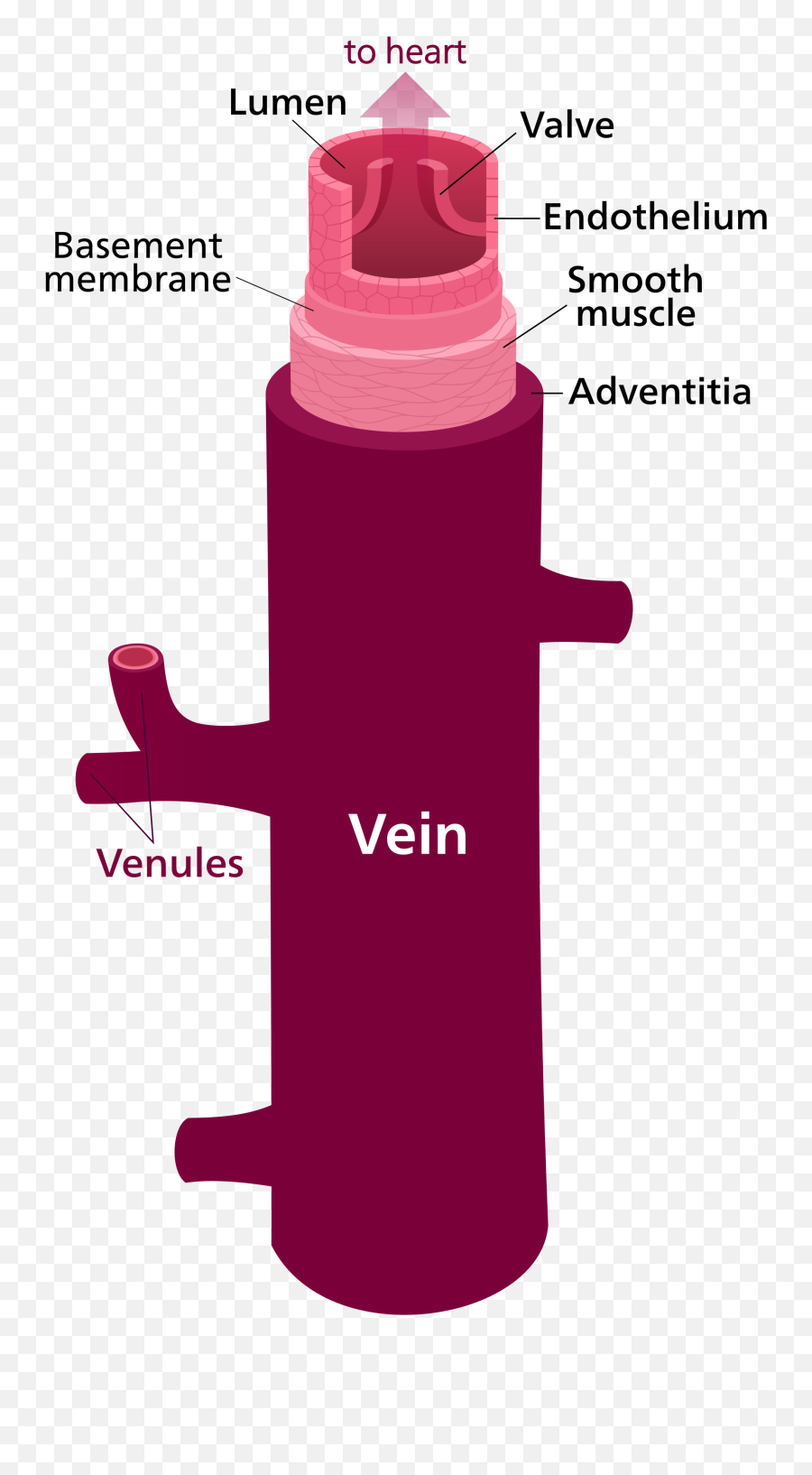 Vein - Labelled Diagram Of The Blood Vessels Emoji,Cut And Paste Emoji