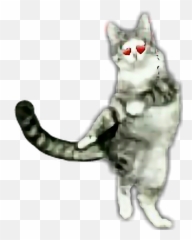 Dance Dancingcat Cat - Cat Yawns Emoji,Dancing Cat Emoji