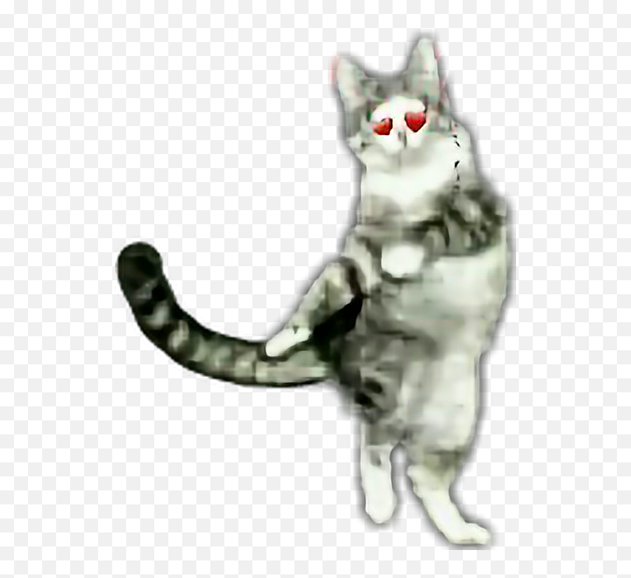 Dance Dancingcat Cat - Cat Yawns Emoji,Dancing Cat Emoji