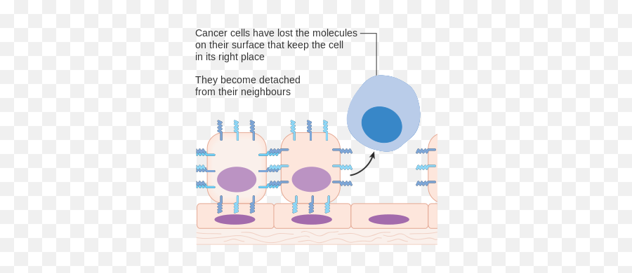 Diagram Showing A Cancer Cell Which Has Lost Its - Diagram Emoji,Emojis Are Cancer