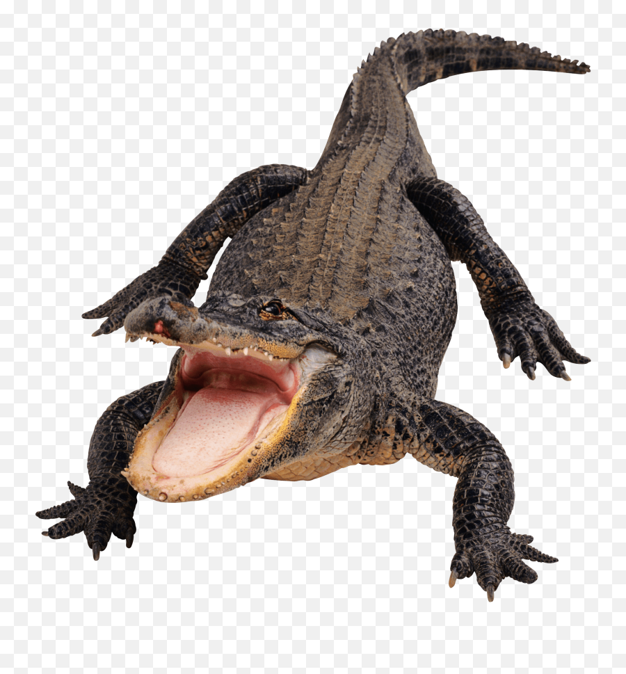 Vector Alligator Black Transparent - Alligator Png Emoji,Crocodile Emoji