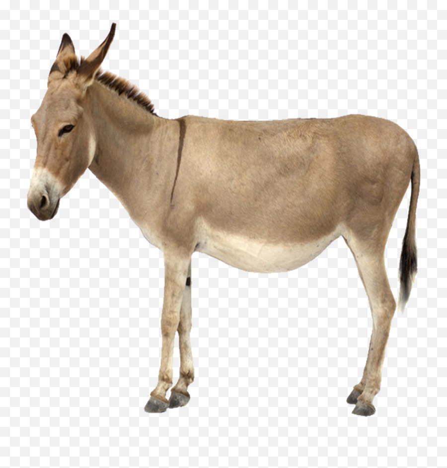Lla Farm Animals Donkey - Donkey With White Background Emoji,Donkey Emoticon