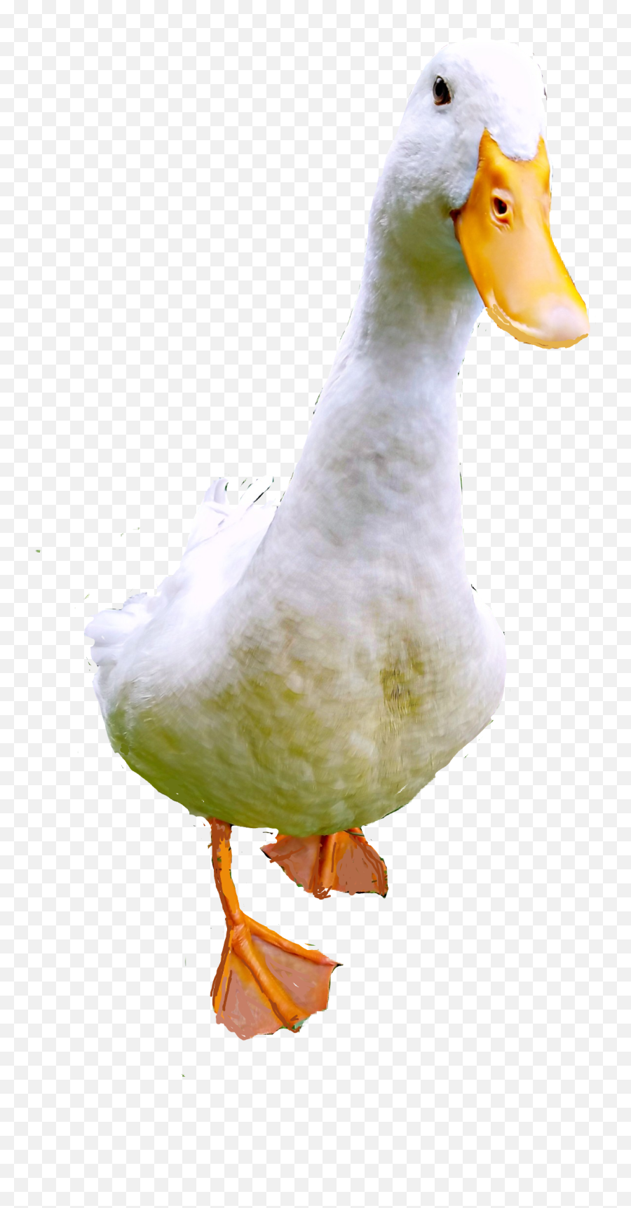 Popular And Trending Duck Stickers On Picsart - Goose Emoji,Duck Emojis