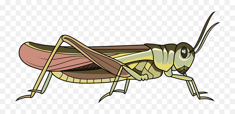 Rocky Mountain Locust Clipart - Parasitism Emoji,Grasshopper Emoji
