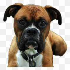 Dog Dogs Boxer Pets Pet Lovepets - Boxer Dogs Emoji,Boxer Dog Emoji