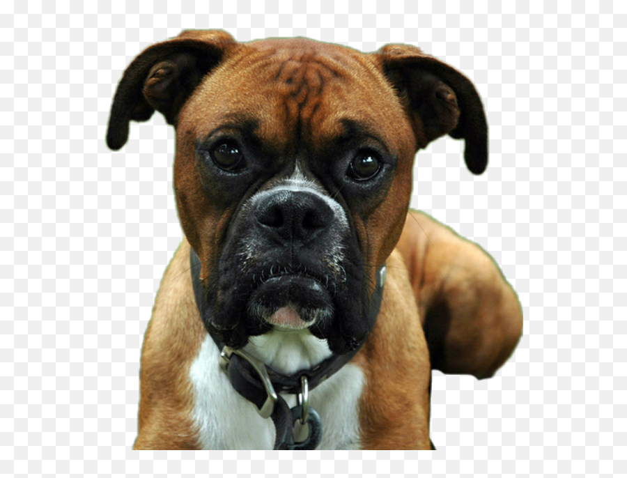 Dog Dogs Boxer Pets Pet Lovepets - Boxer Dogs Emoji,Boxer Dog Emoji