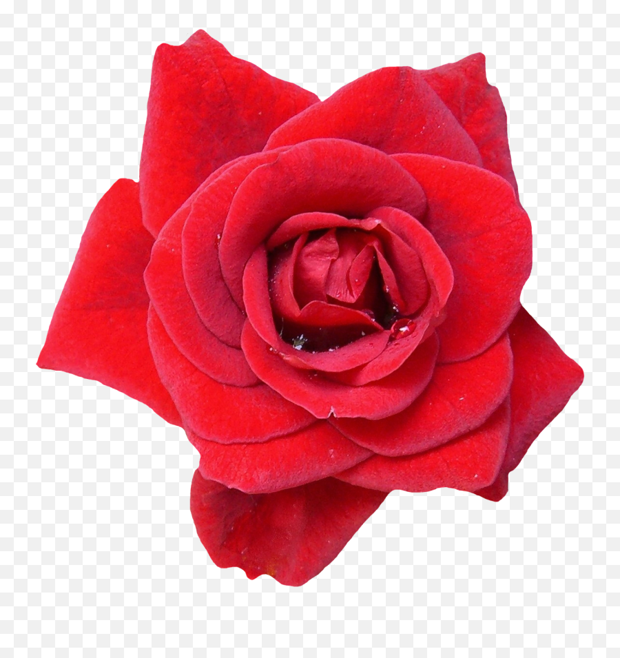 Rose Red Blossom Bloom Flowers - Rosa Vermelho Png Transparente Emoji,Sakura Blossom Emoji